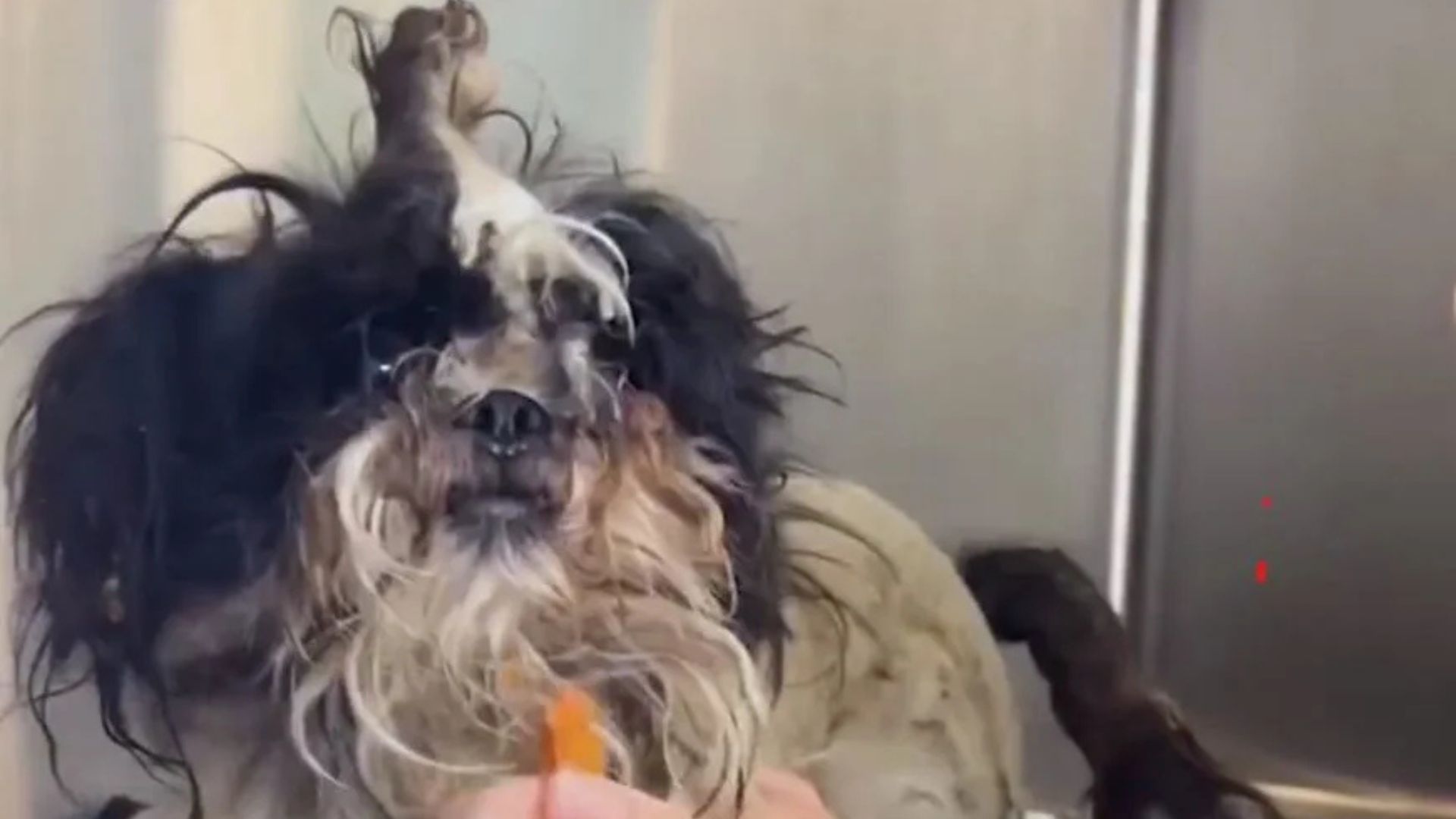 dog with matted fur