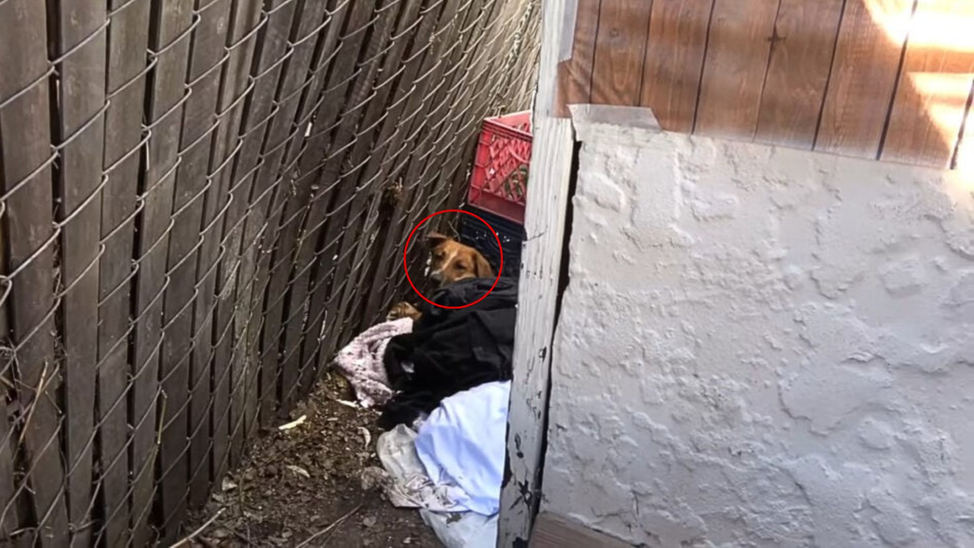 injured dog