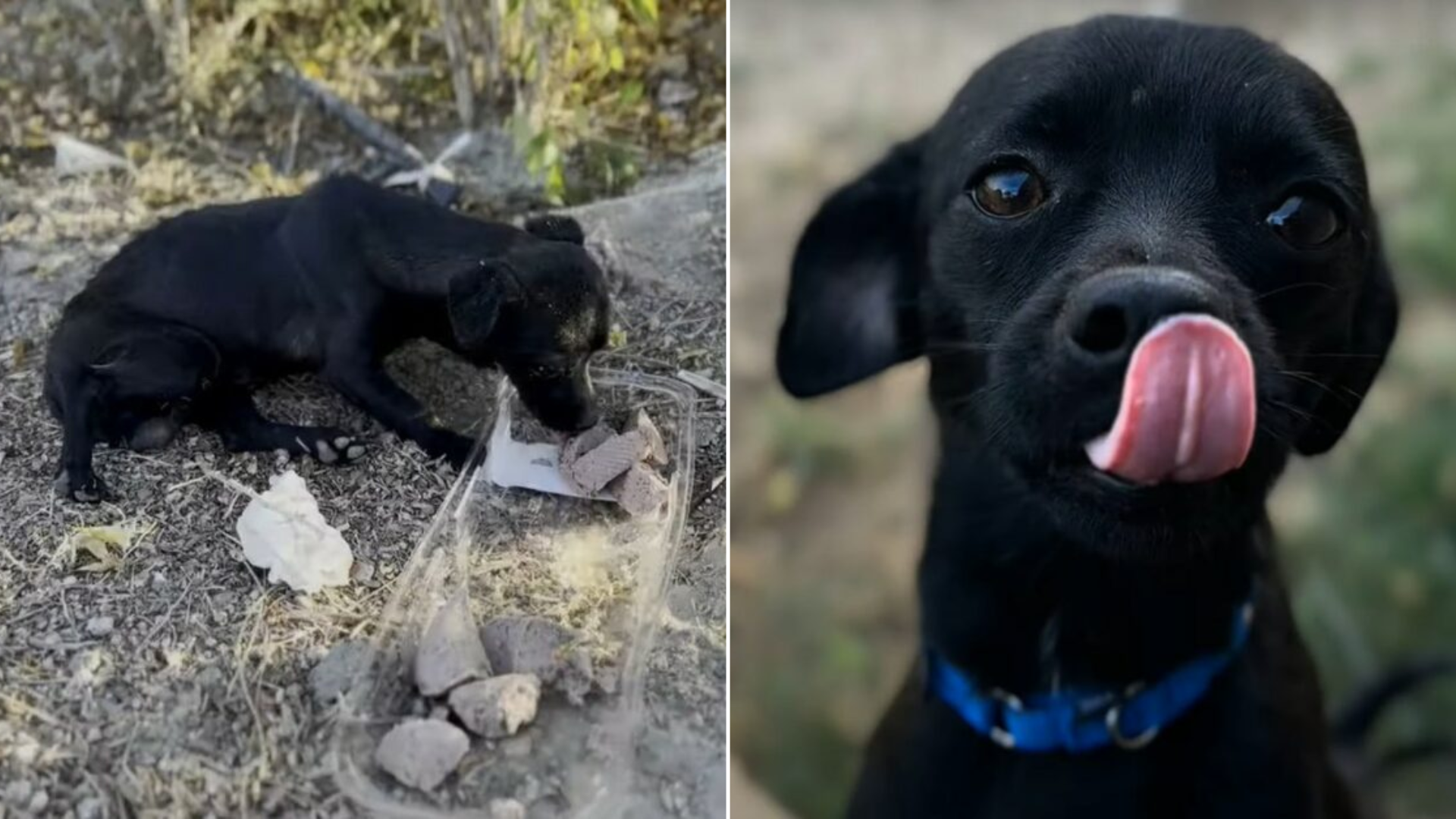 small black dog