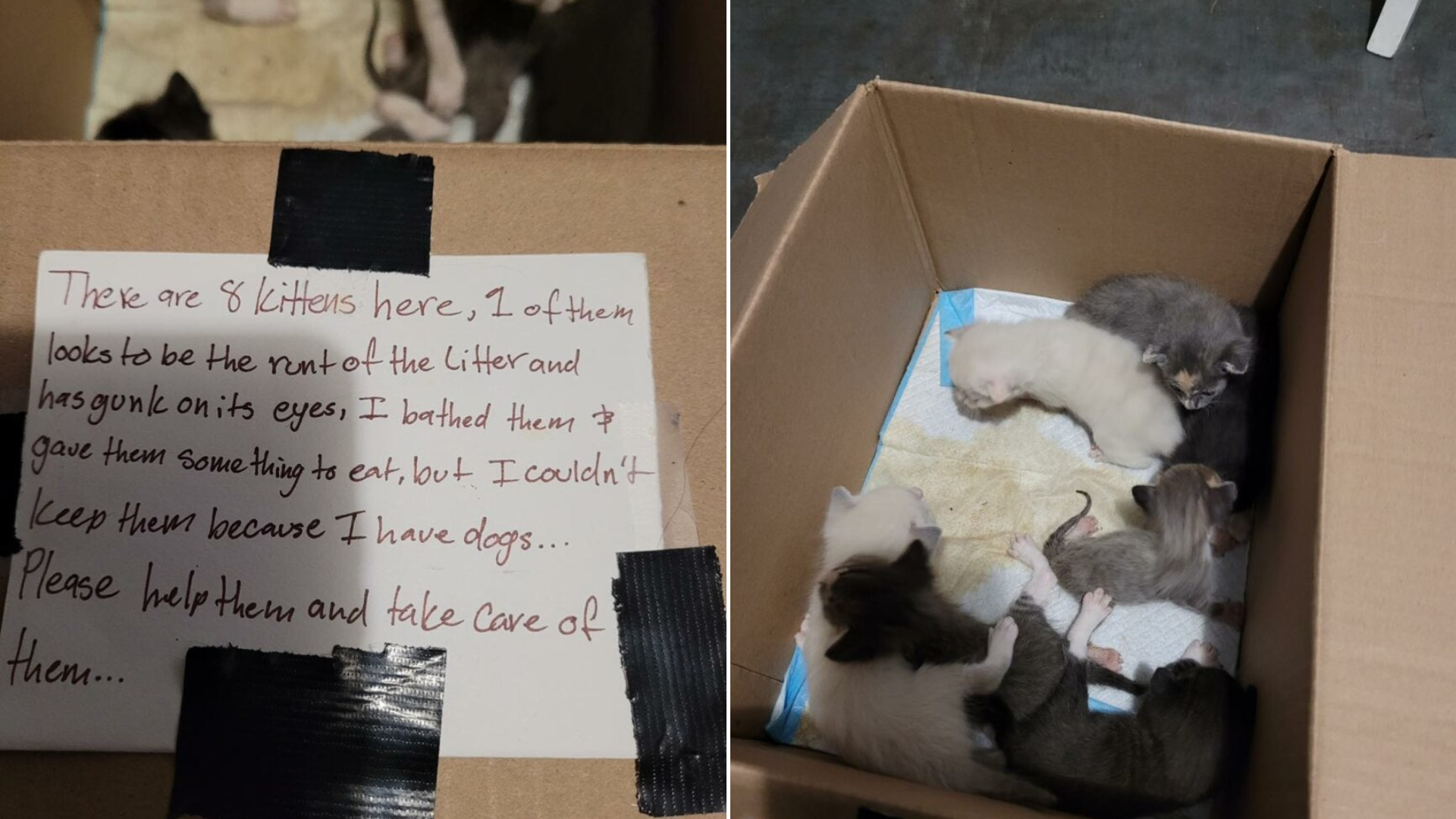 abandoned kittens