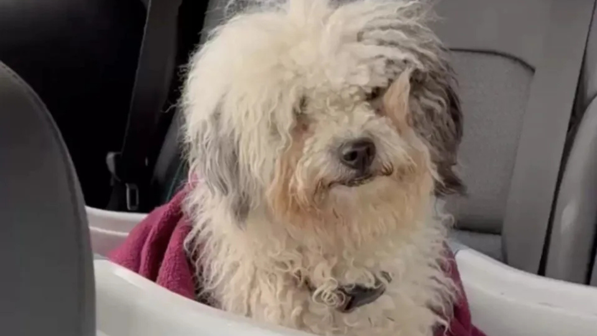 matted dog