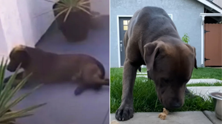 stray dog eating