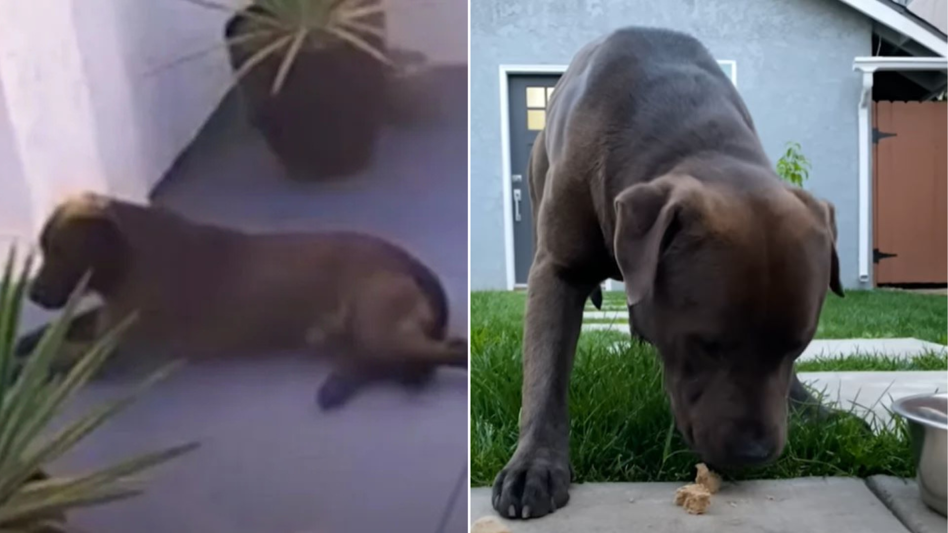 stray dog eating