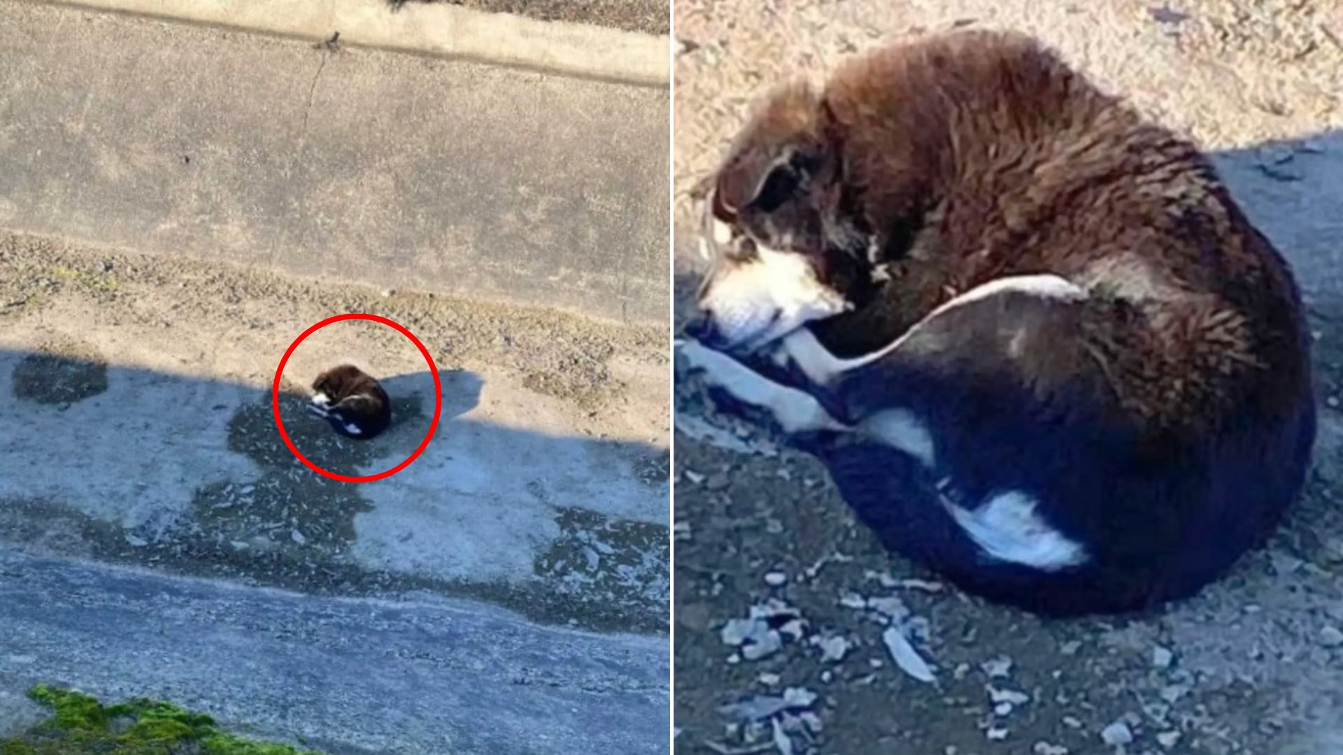 injured dog laying down
