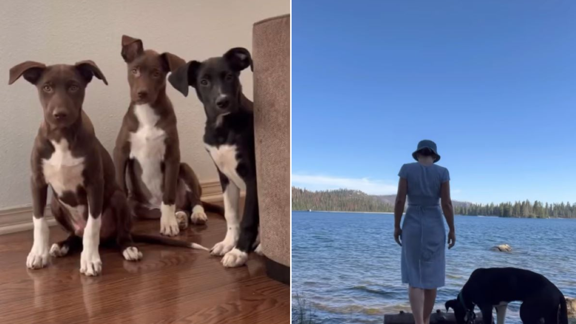 three dogs