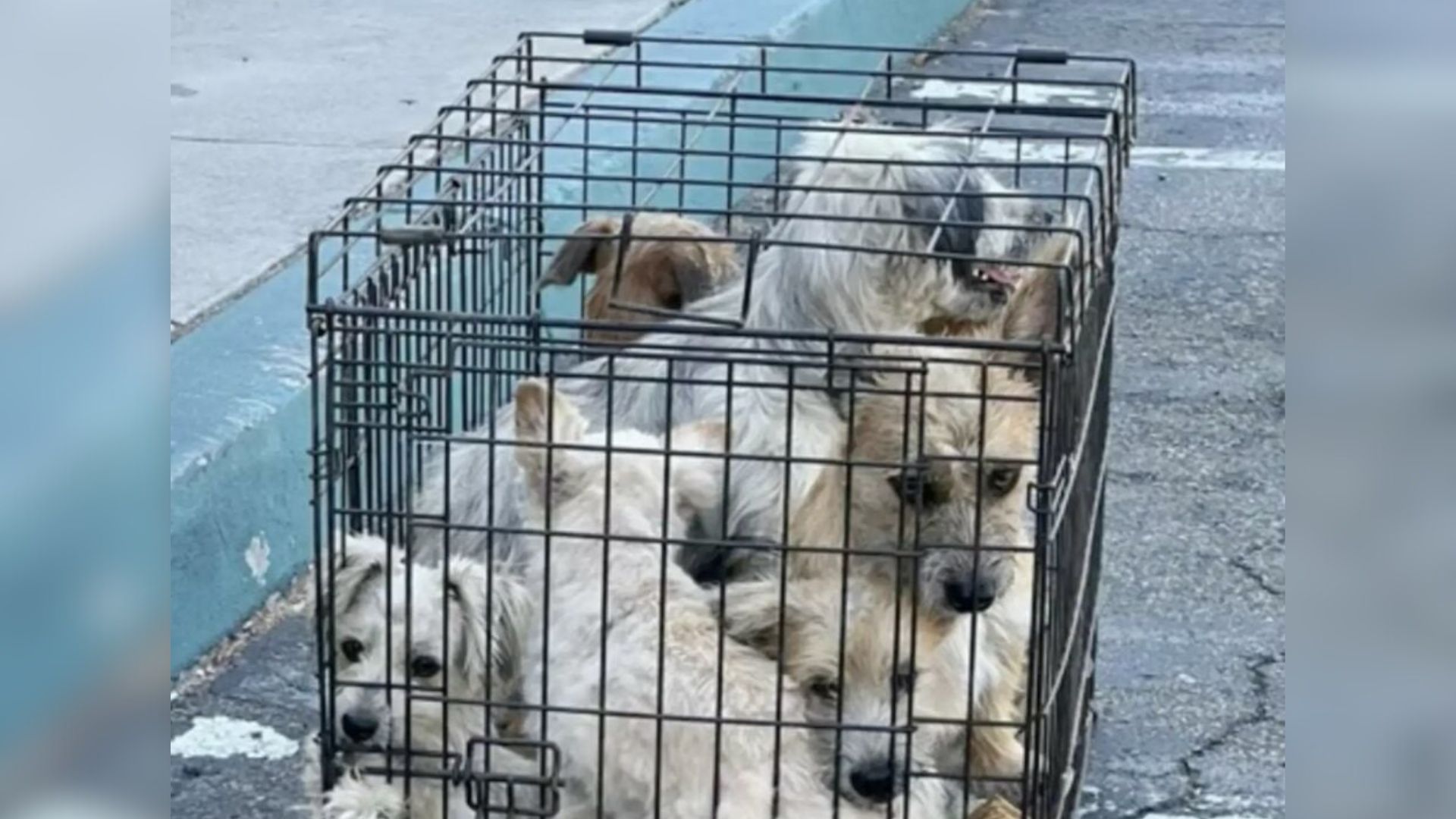 dogs in cage