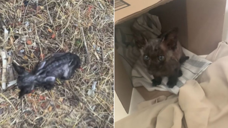 tiny stray kitten