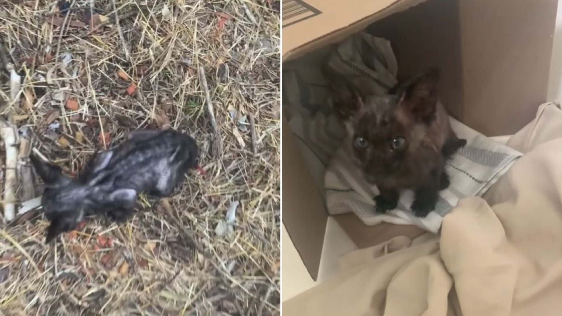 tiny stray kitten