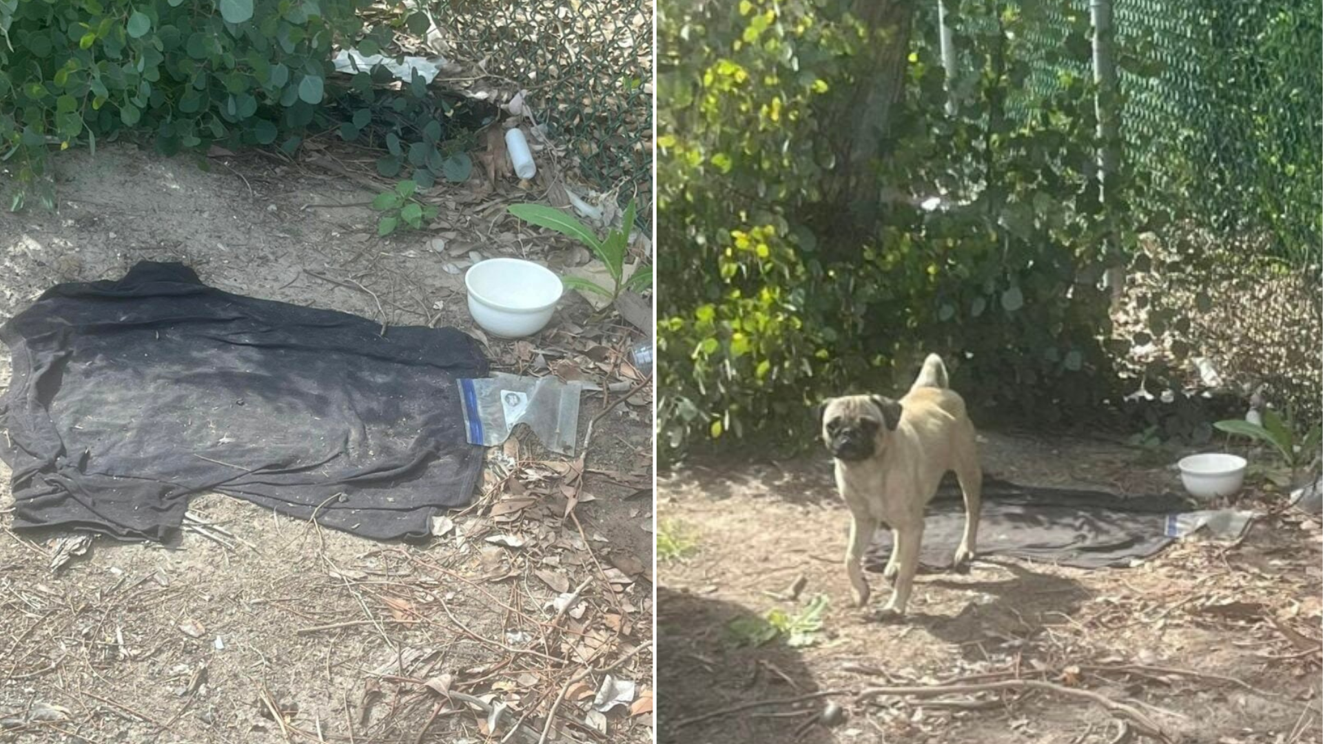 stray dog