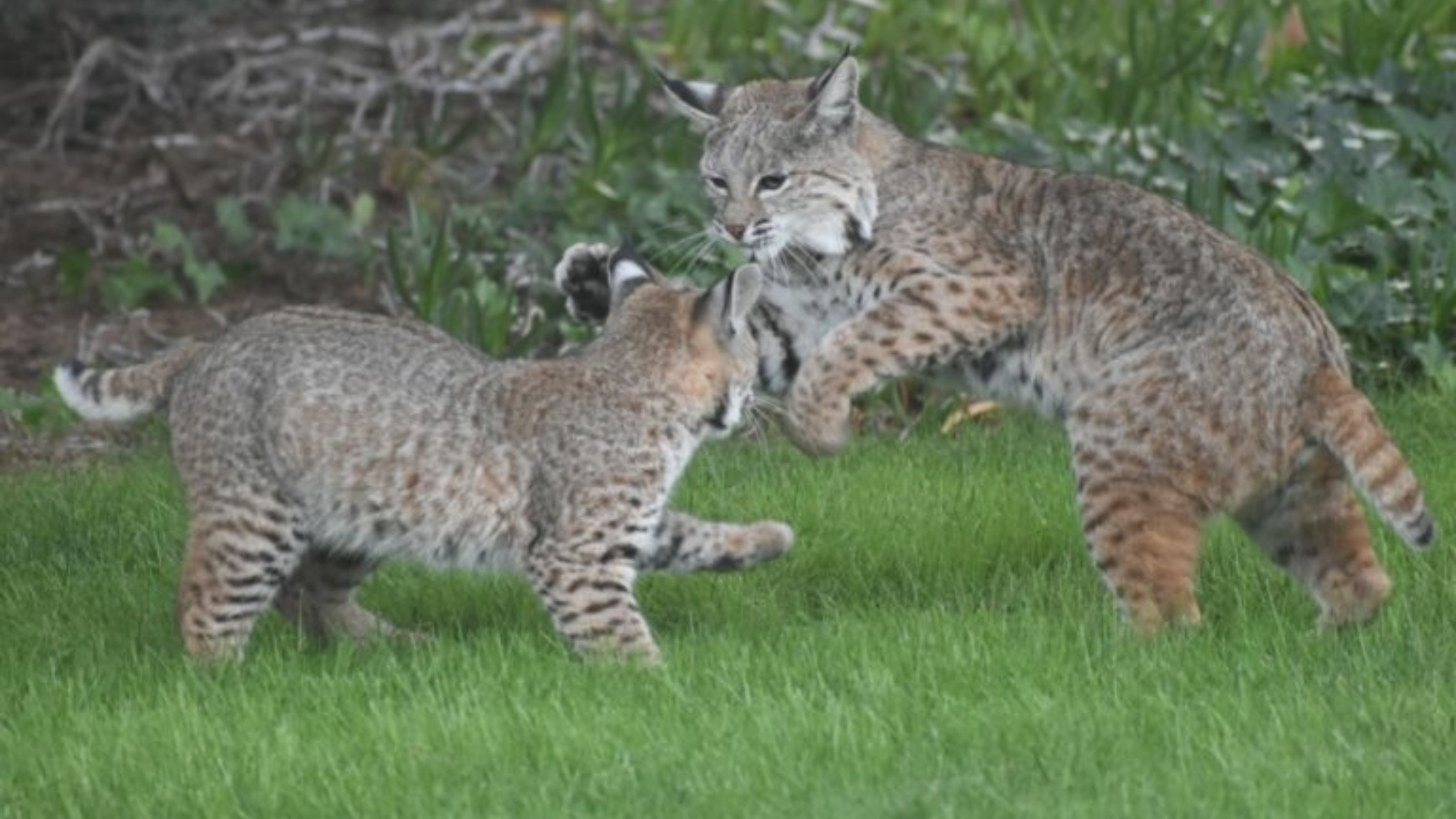 bobcats playing on grass