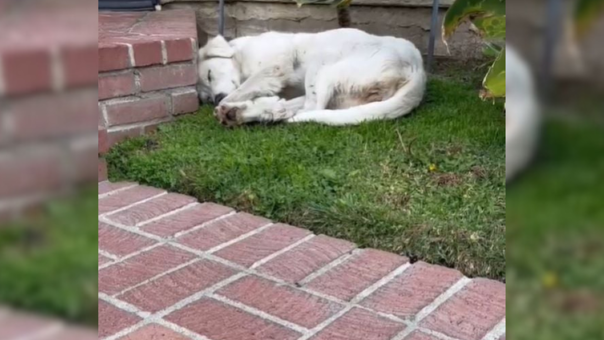 white dog sleeping on grass