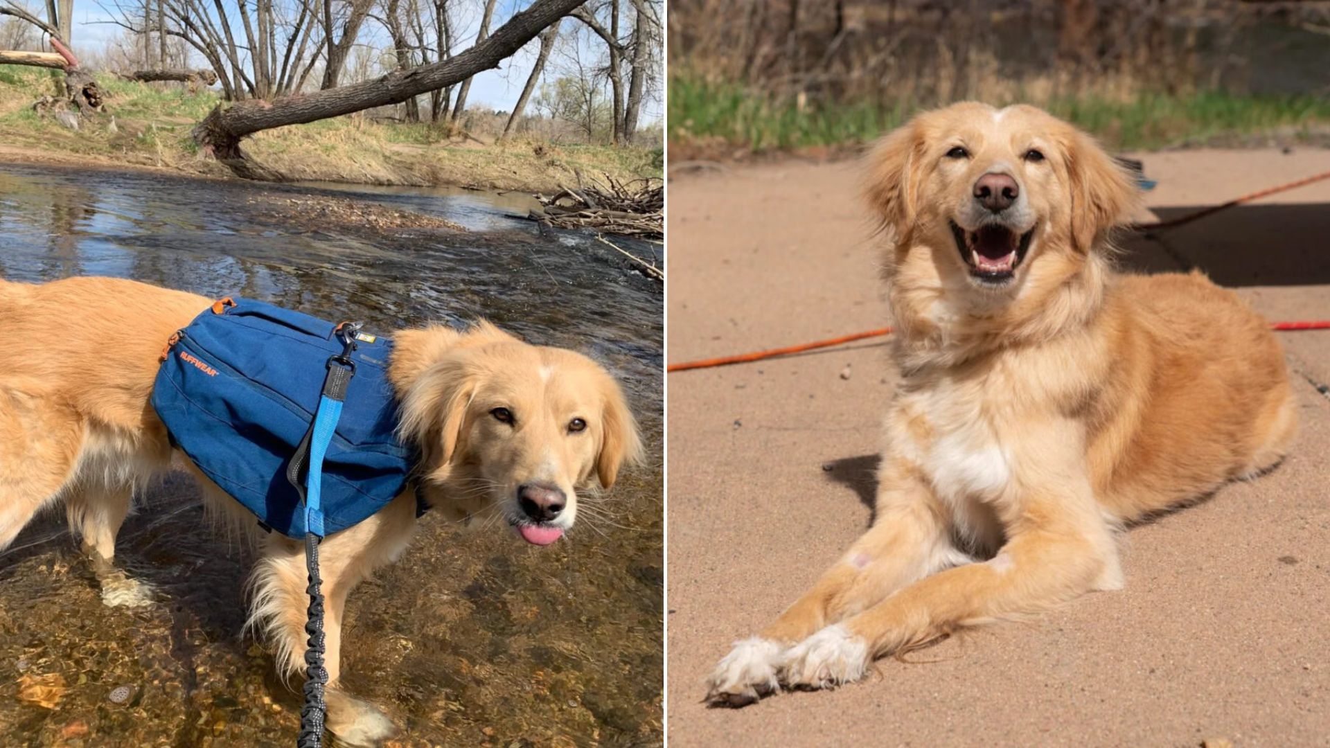 very happy dog