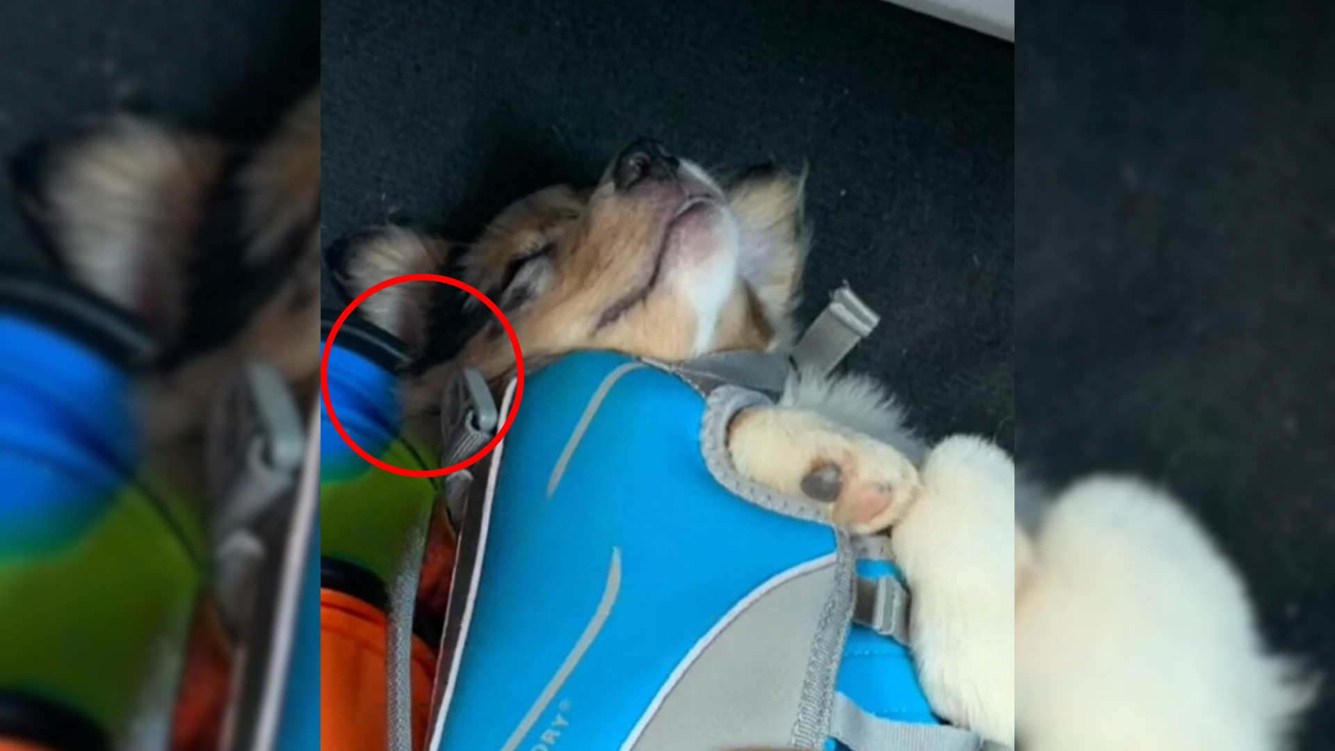 tiny puppy in harness