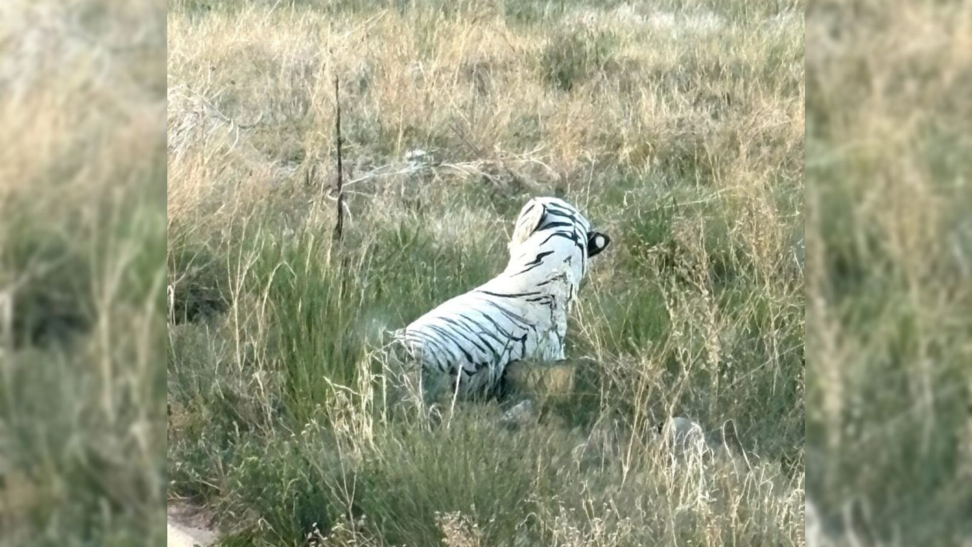 toy near road
