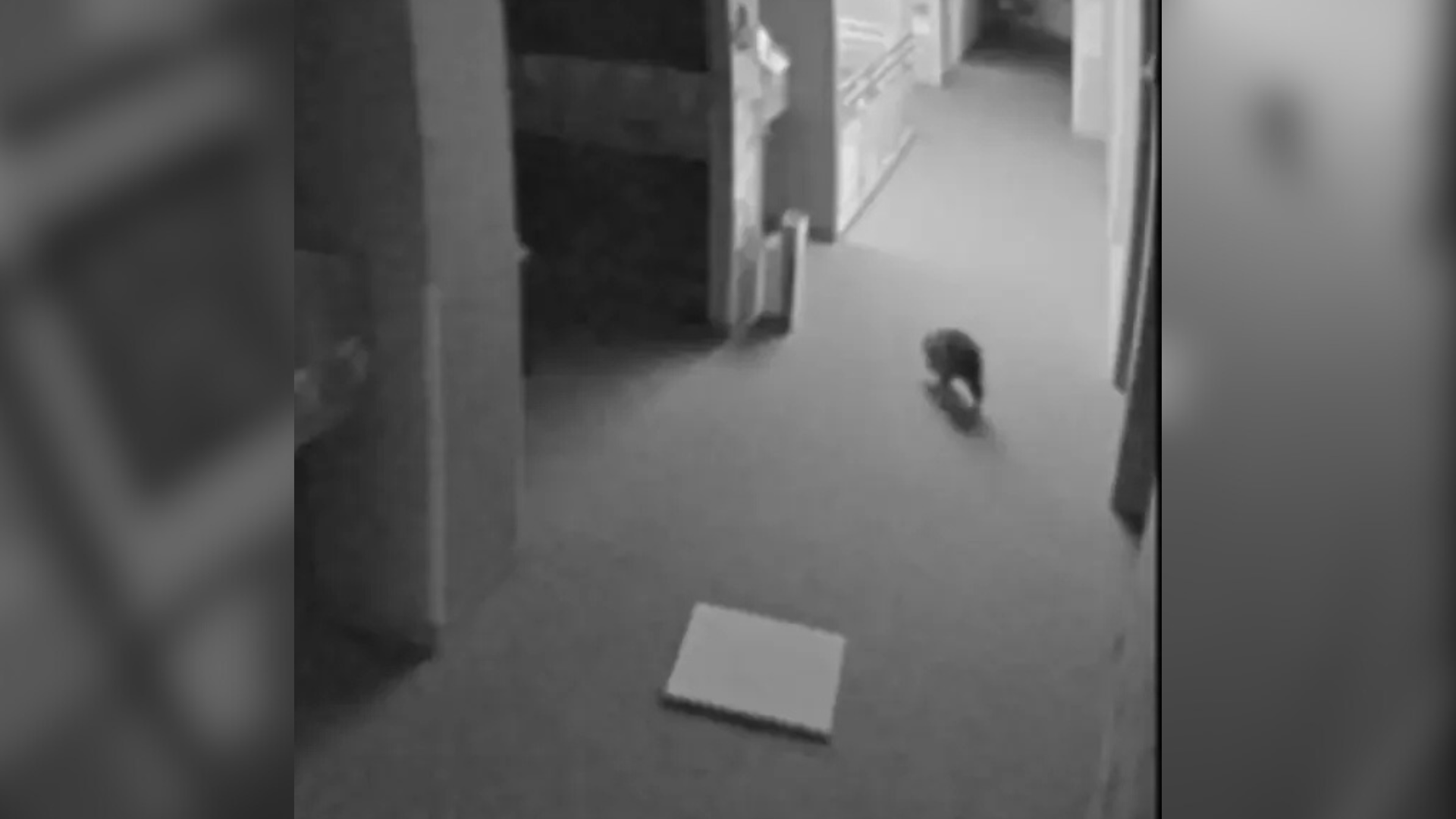 animal in hallway