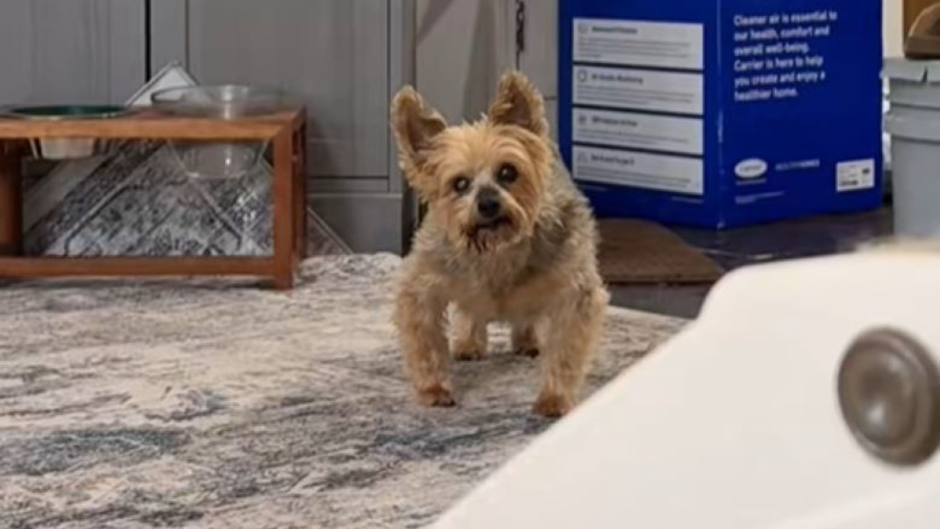 small dog with weird legs