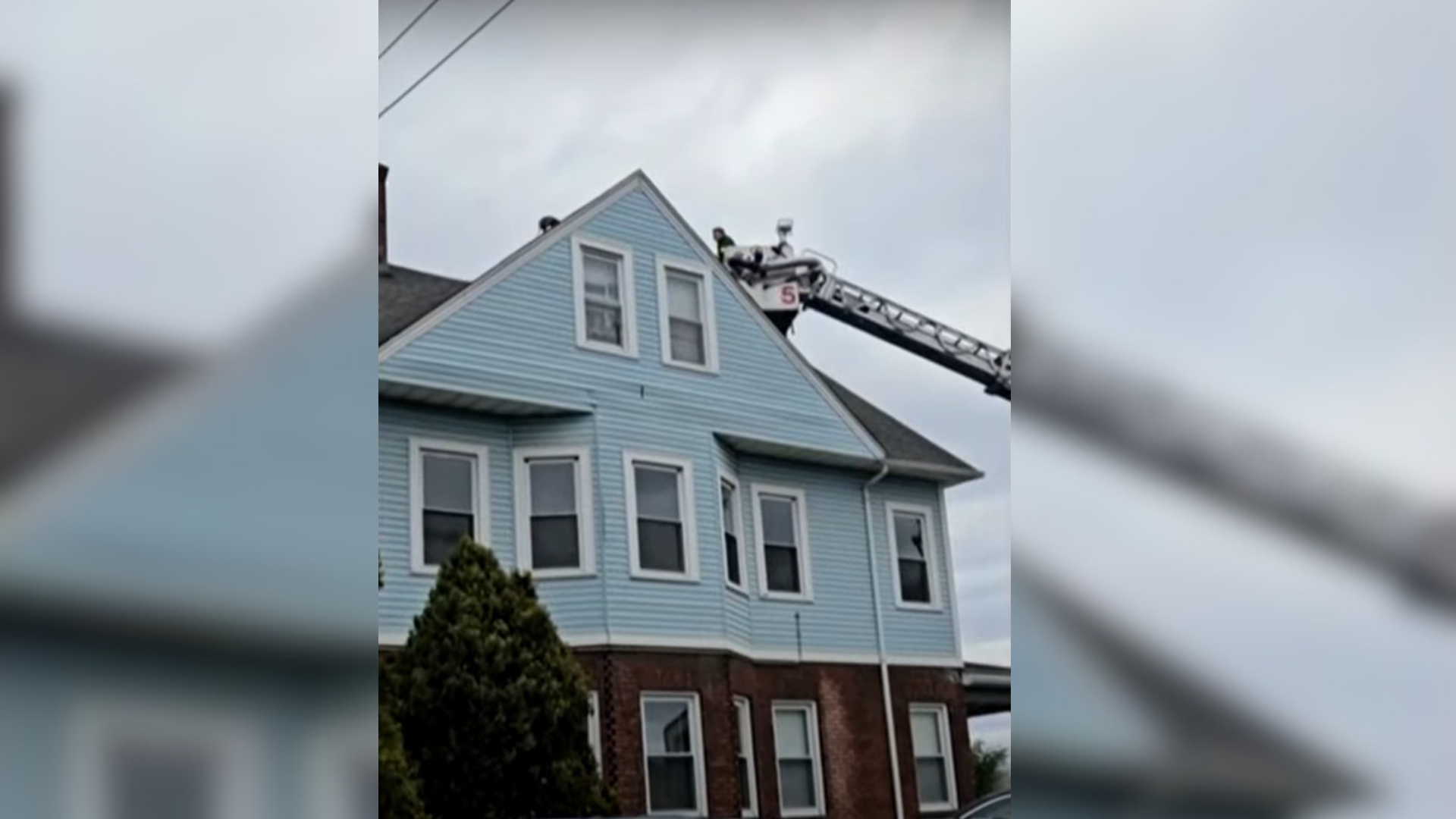 dog stuck on roof