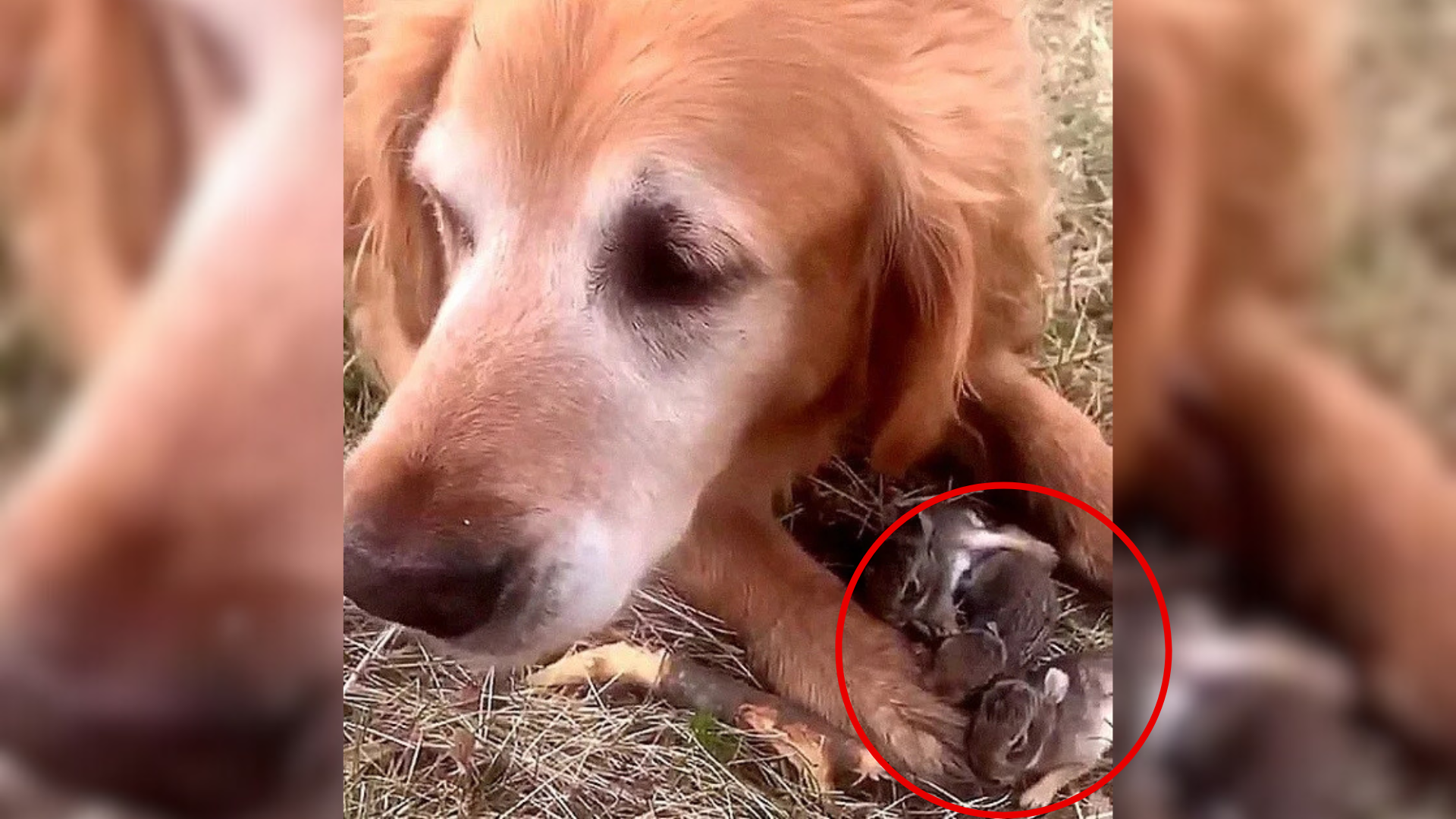 dog with tiny squirrels