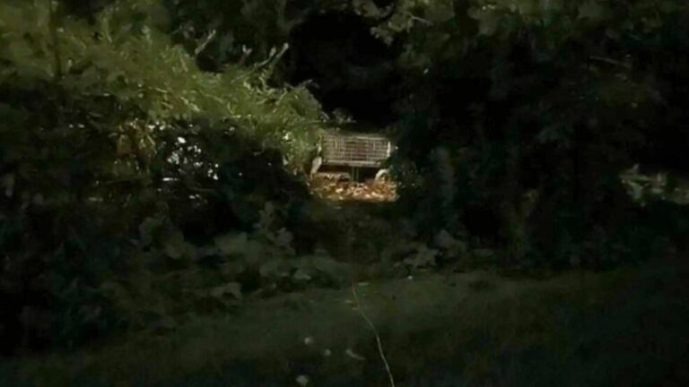 cat in bushes