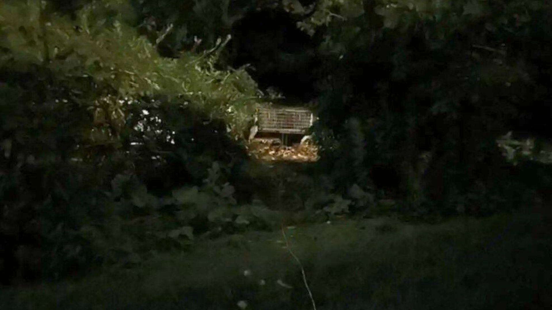 cat in bushes