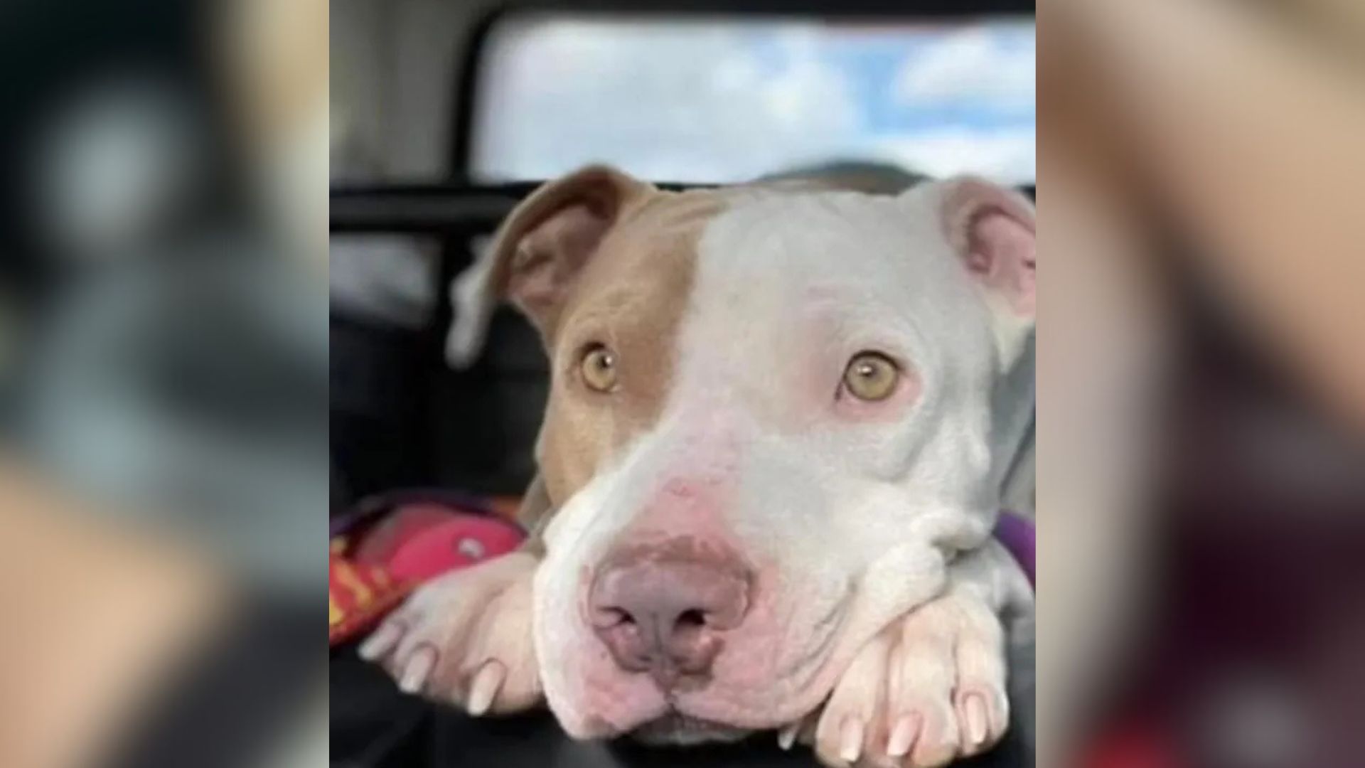 sweet senior dog