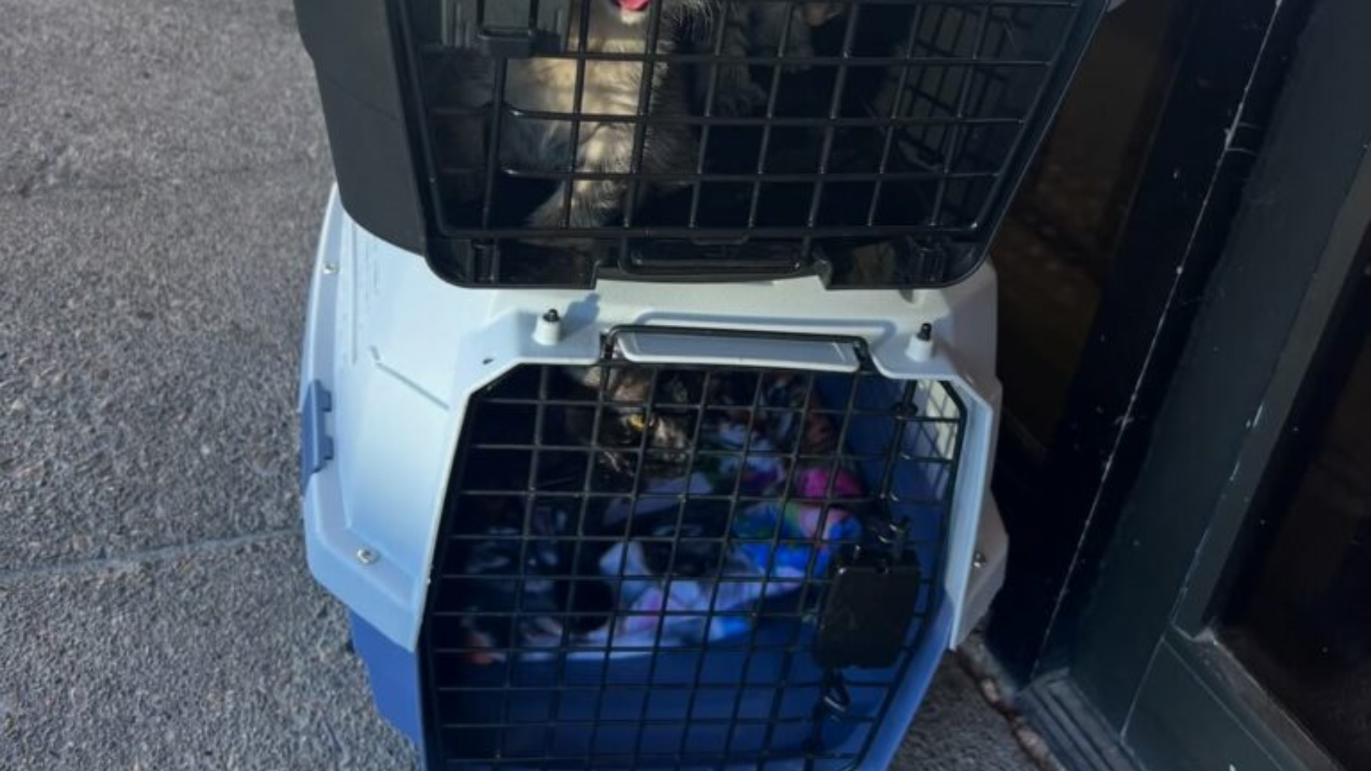 two animal crates