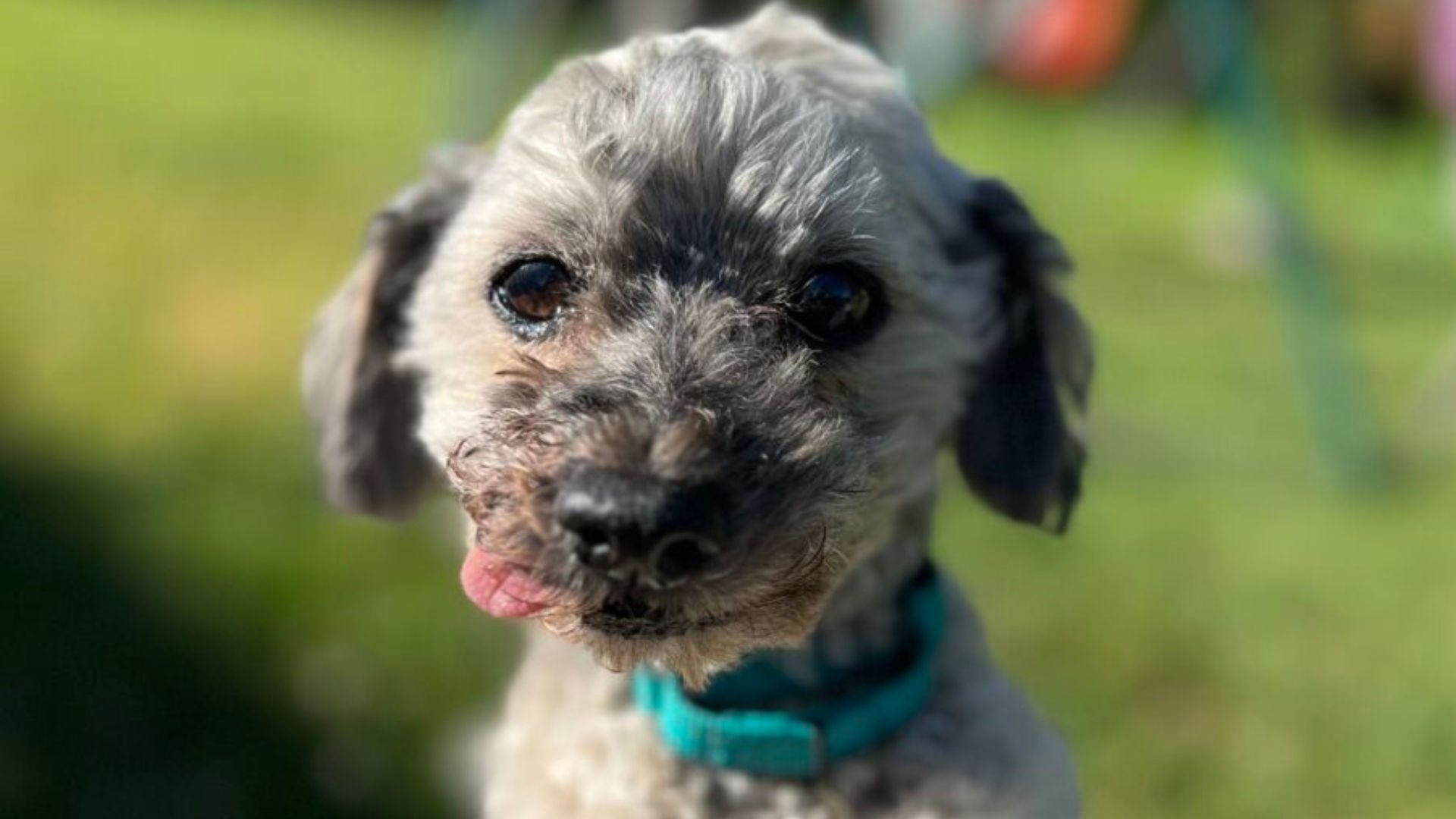 deaf tiny dog