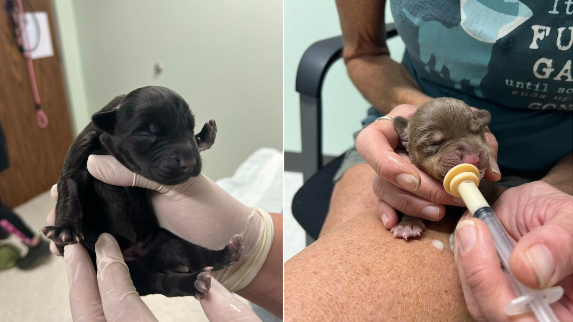 tiny newborn puppies