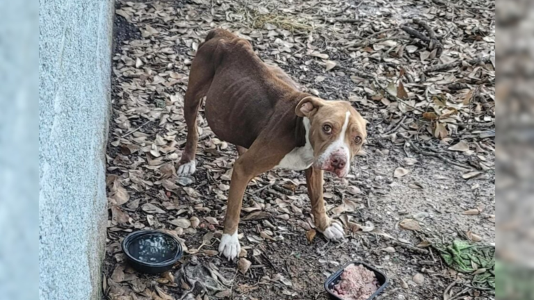 dog with ribs showing