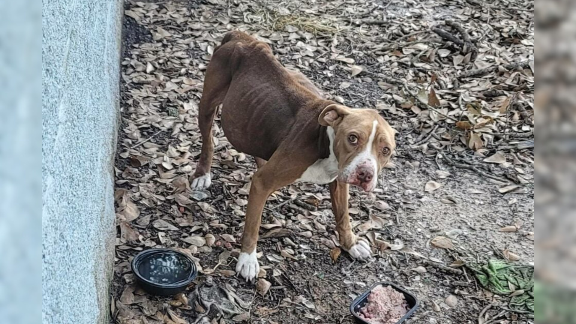 dog with ribs showing