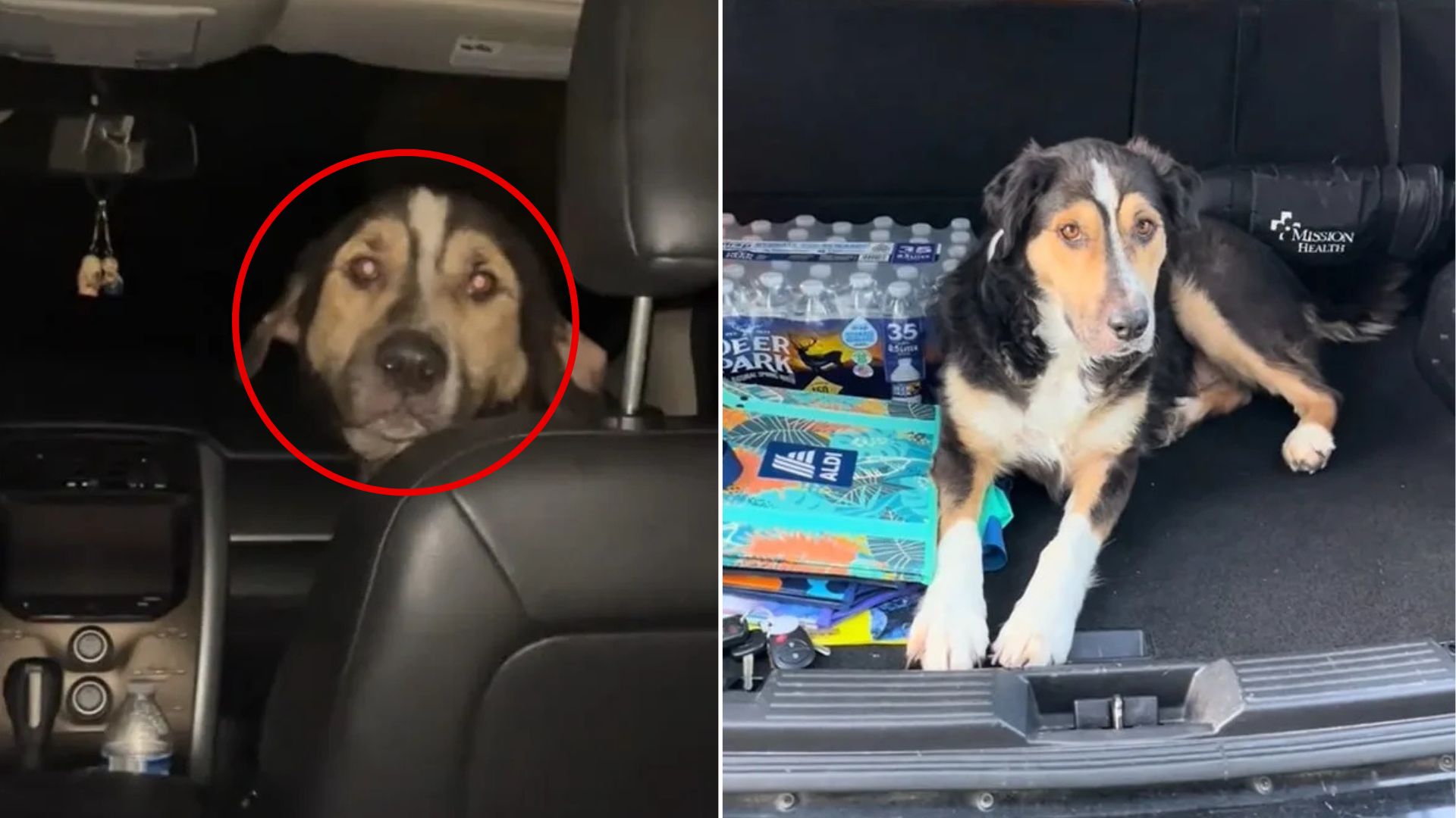 sweet dog in car