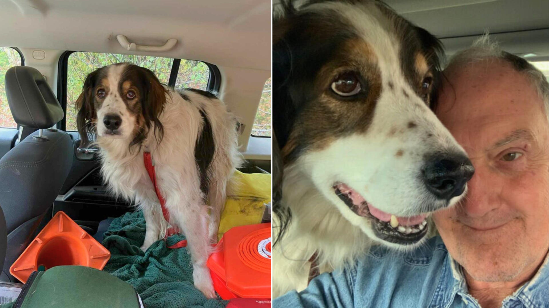 dog and man in car