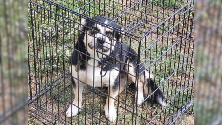 dog in a cage