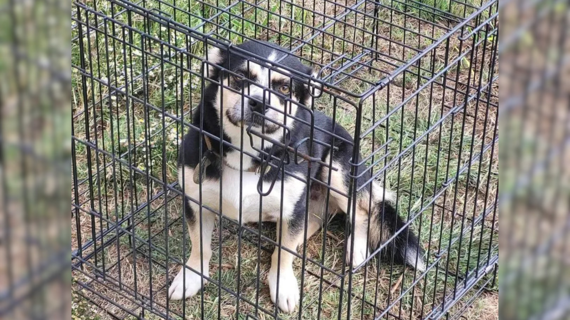dog in a cage