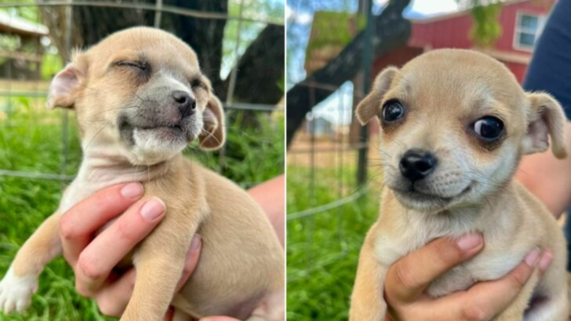 cute puppies