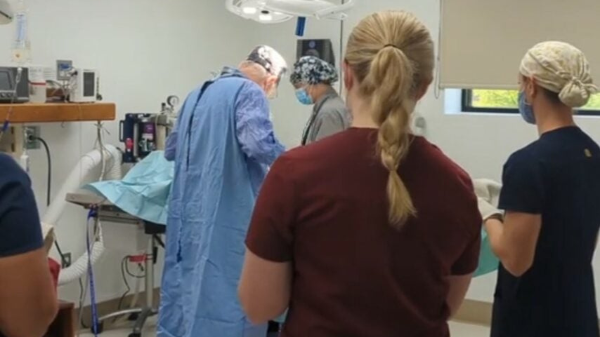veterinary procedure
