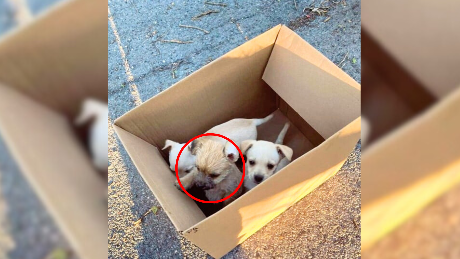 puppies in box