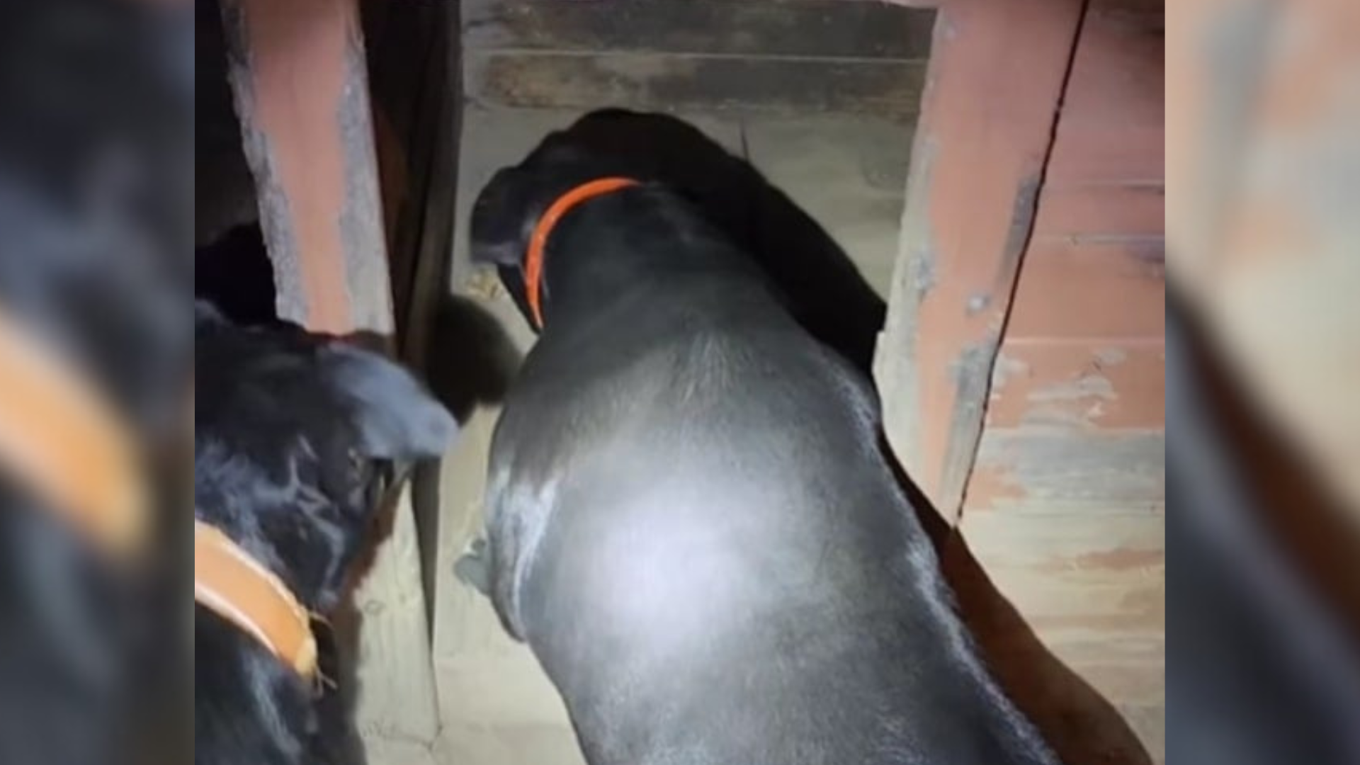 dogs investigating intruder