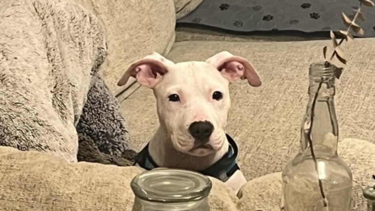 white dog on couch