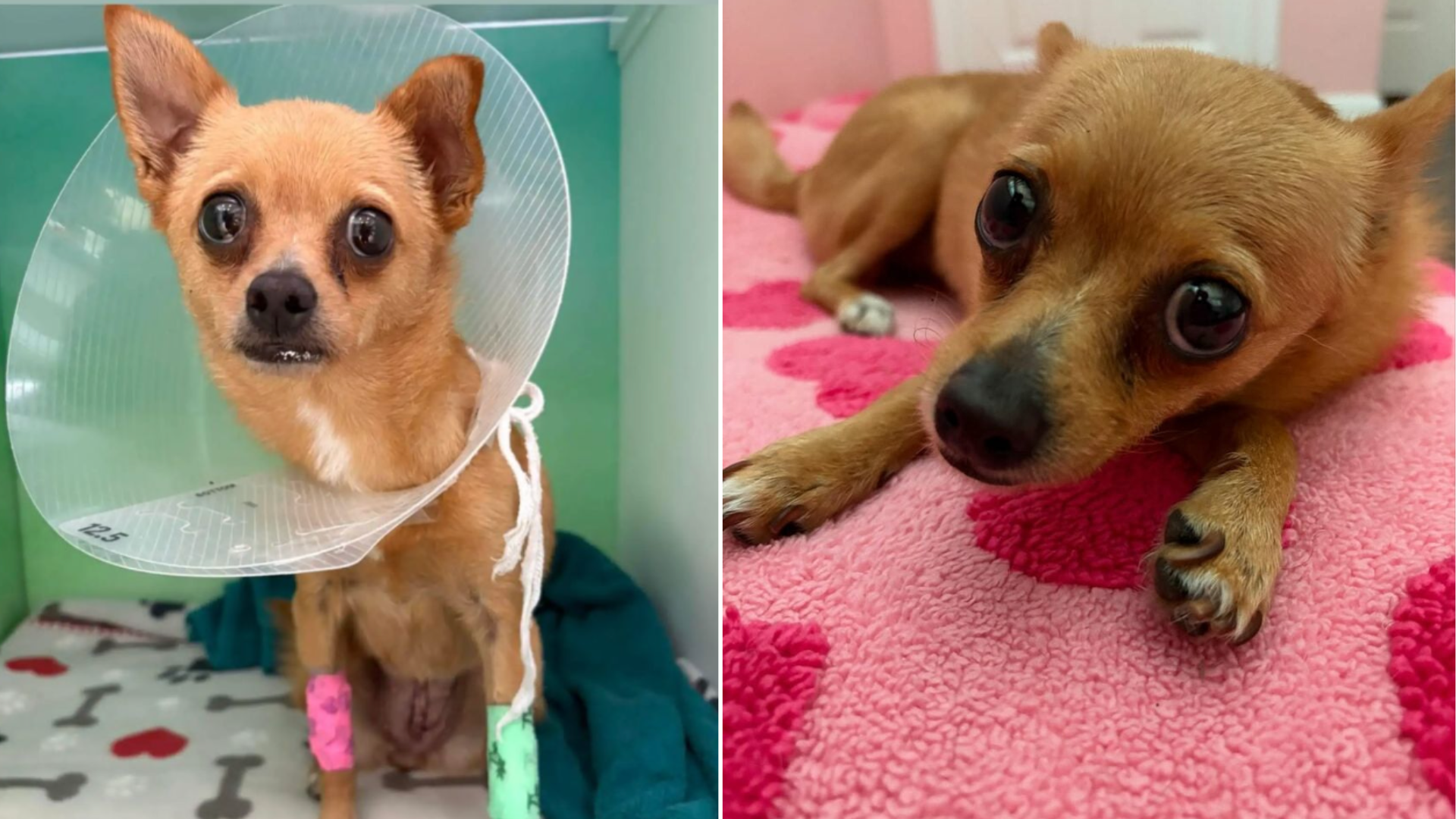 puppy with cone