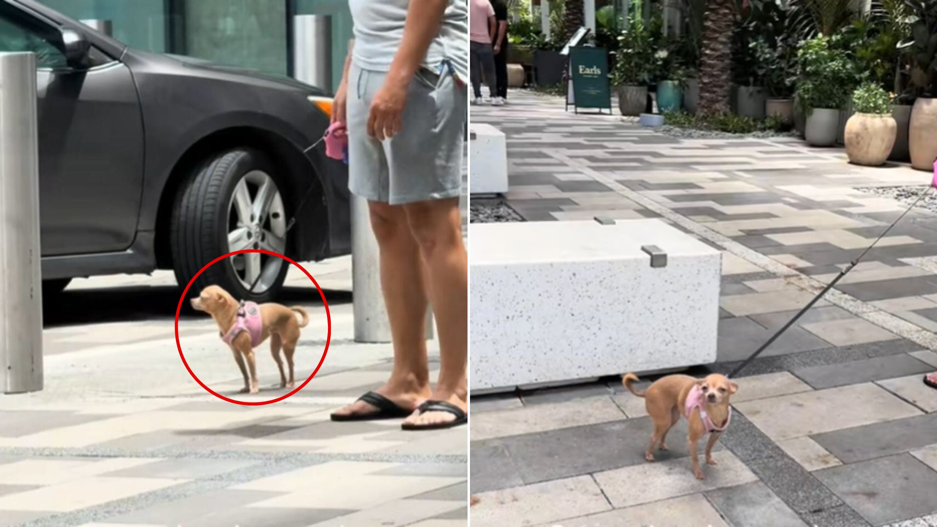 very sweet chihuahua