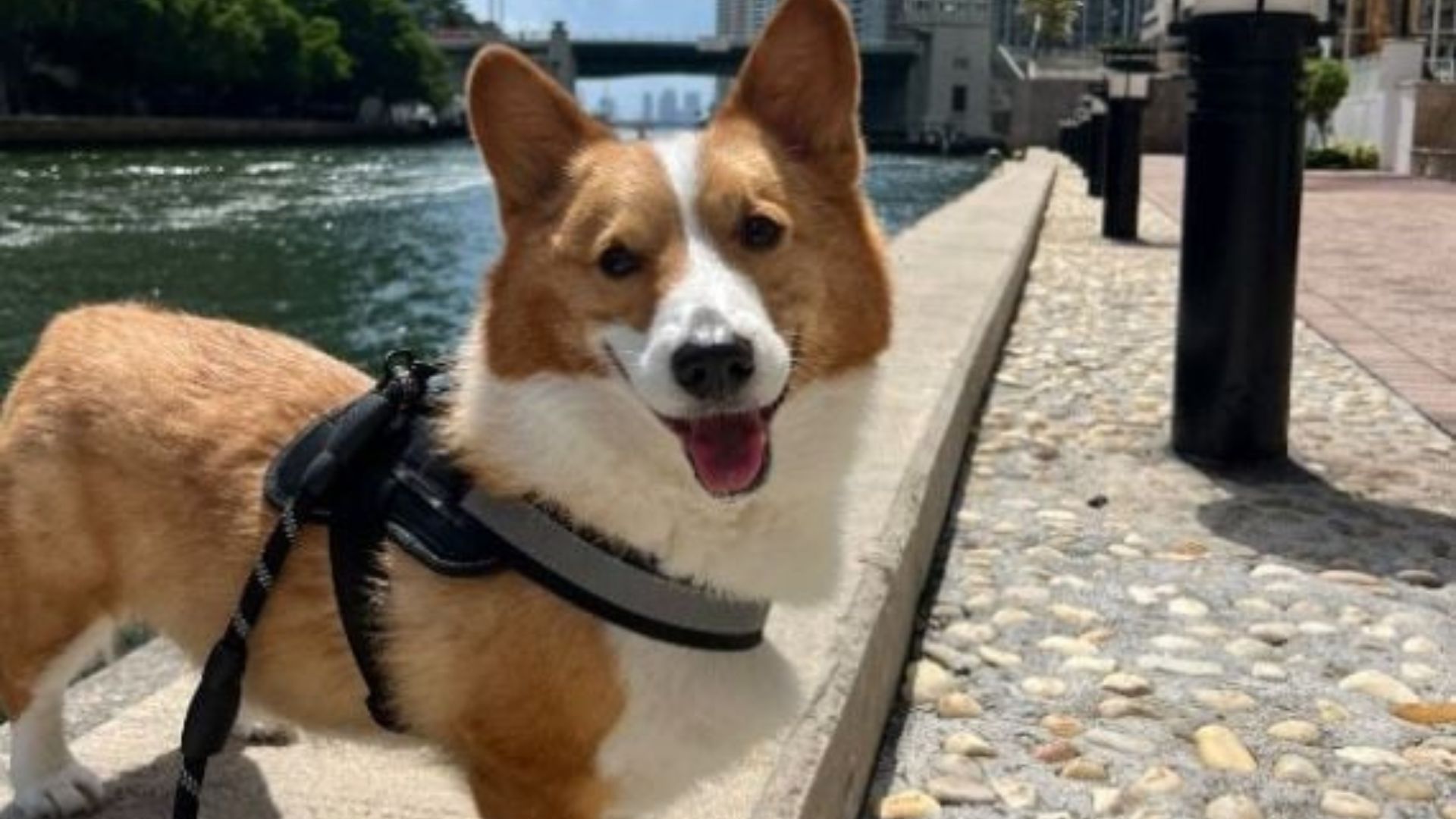 sweet dog smiling
