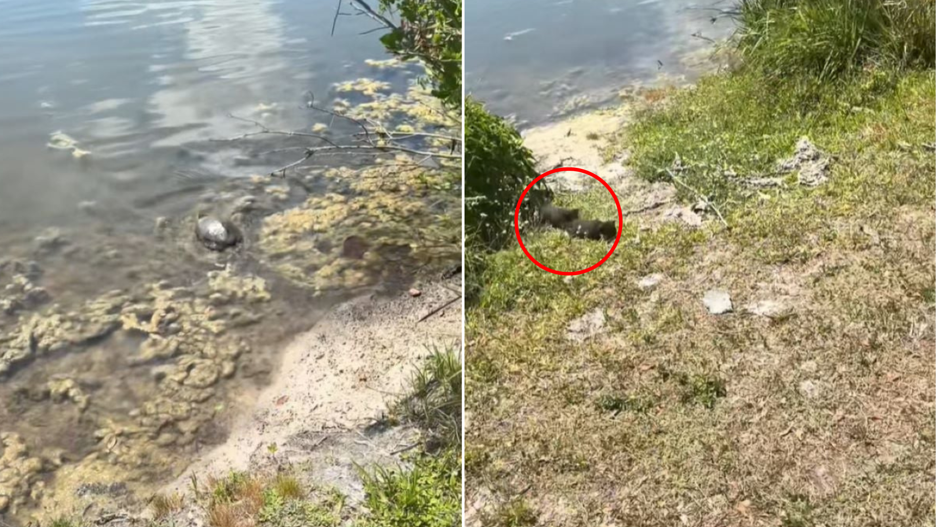 animals near shore