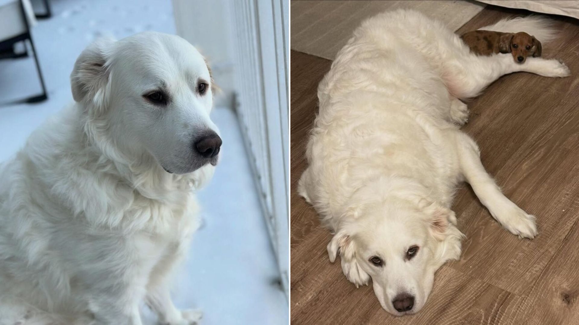 deaf white dog