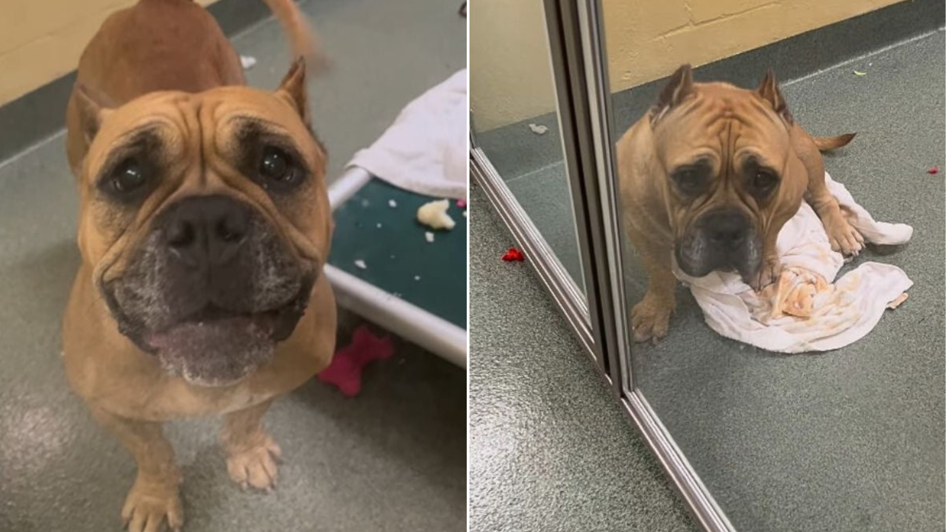 sad shelter dog
