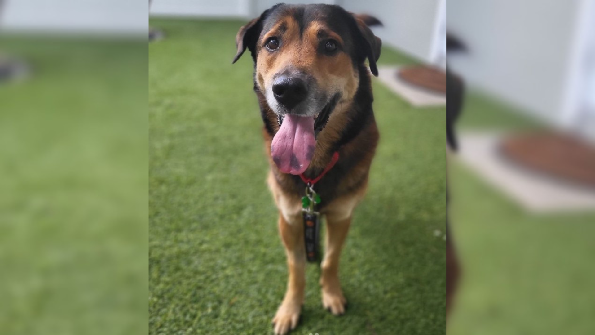 dog standing on grass