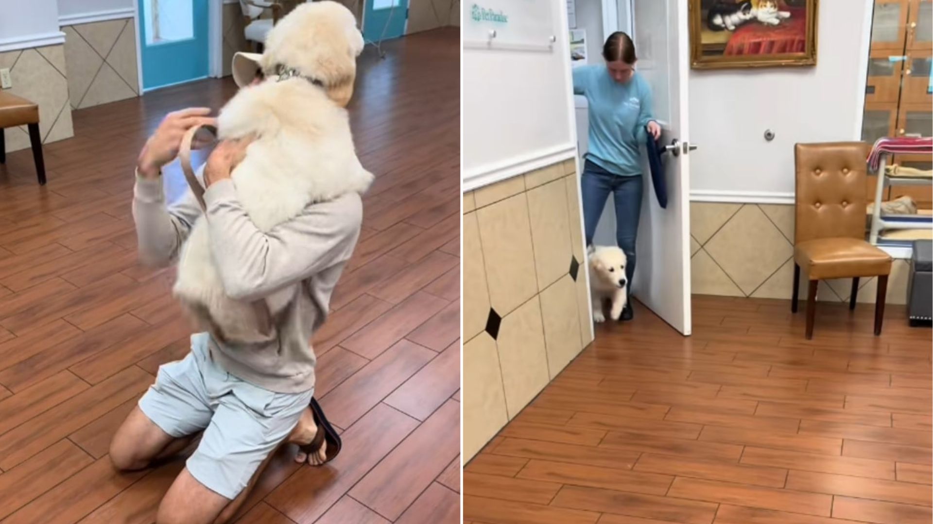 dog in daycare