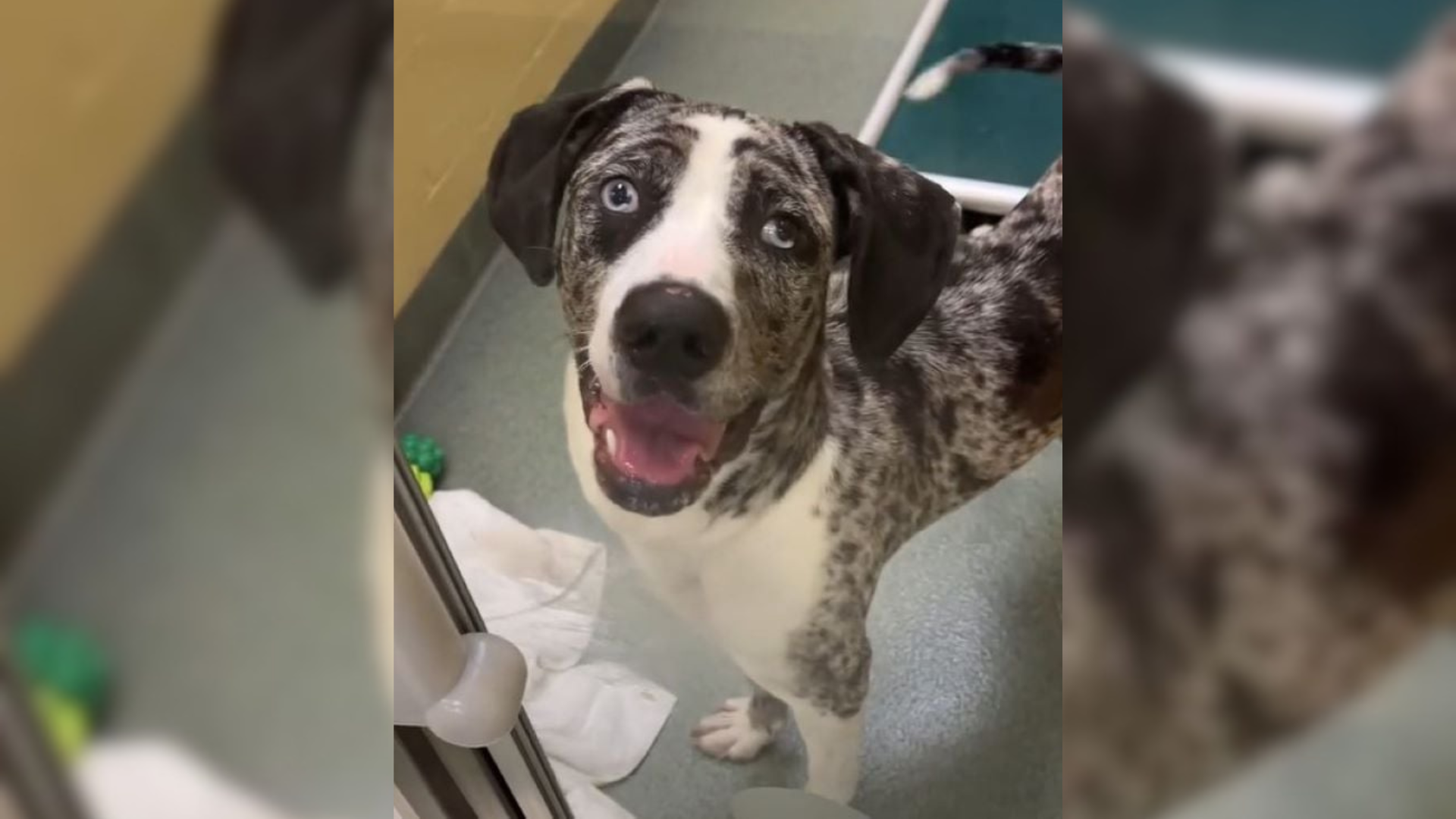 dog in shelter