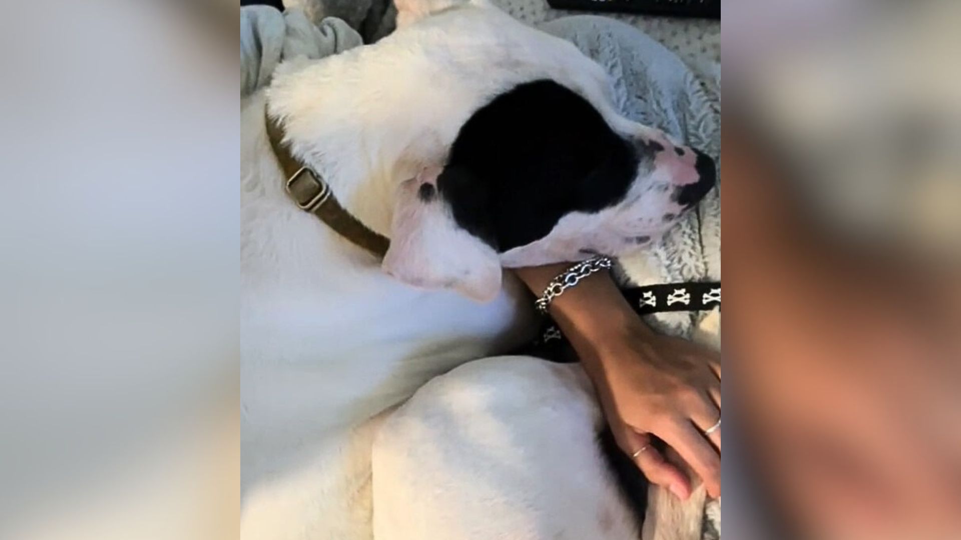 sweet senior white dog