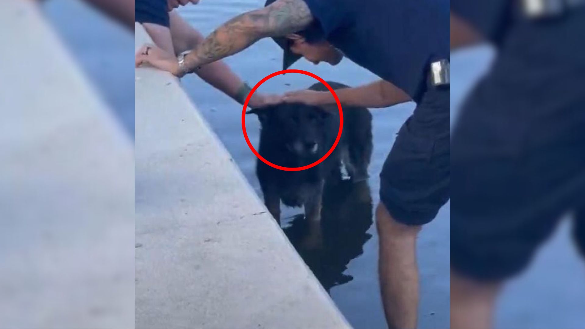 people helping a black dog
